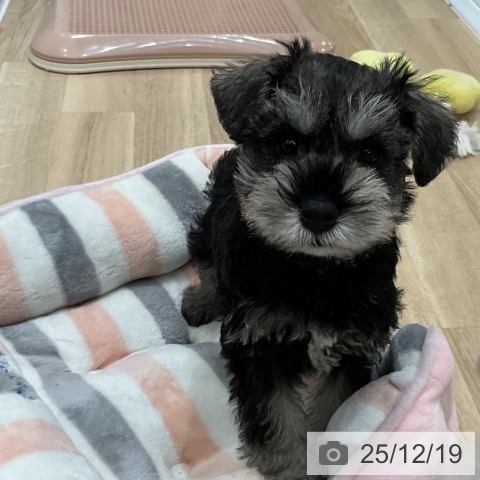 ミニチュア・シュナウザーの写真