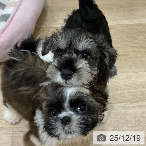 ミニチュア・シュナウザーの写真