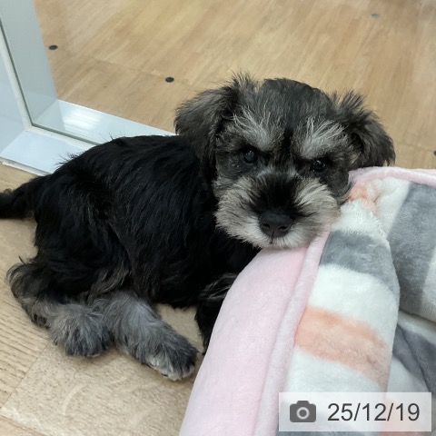 ミニチュア・シュナウザーの写真