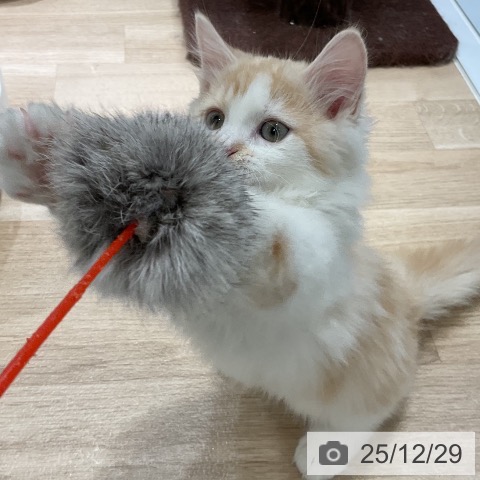 福岡県のマンチカン (ペットプラス 香椎浜店/2025年10月3日生まれ/男の子/カメオタビーホワイト)の子猫の4枚目の画像