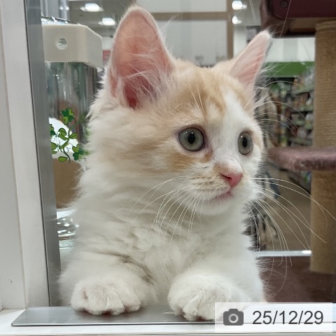 福岡県のマンチカン (ペットプラス 香椎浜店/2025年10月3日生まれ/男の子/カメオタビーホワイト)の子猫の3枚目の画像