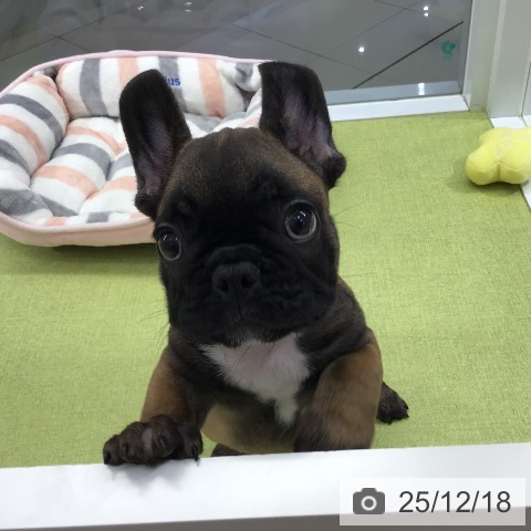 フレンチ・ブルドッグの写真