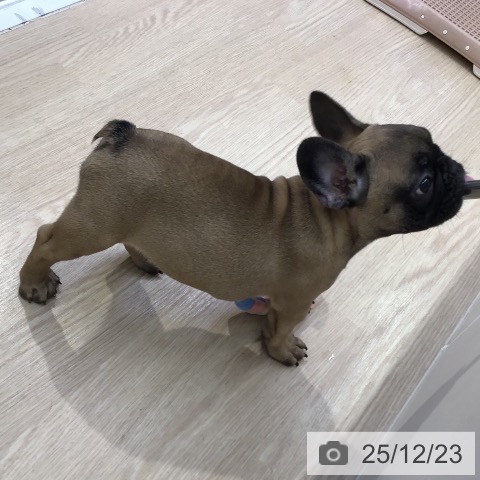 沖縄県のフレンチブルドッグ (ペットプラス 沖縄ライカム店/2025年10月11日生まれ/女の子/フォーン)の子犬の4枚目の画像