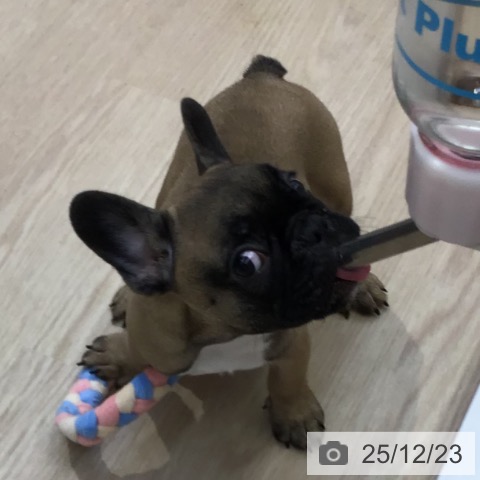 沖縄県のフレンチブルドッグ (ペットプラス 沖縄ライカム店/2025年10月11日生まれ/女の子/フォーン)の子犬の3枚目の画像