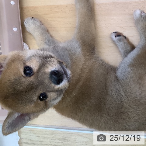 福岡県の柴犬(標準サイズ) (ペットプラス 福岡店/2025年10月15日生まれ/男の子/赤)の子犬の4枚目の画像