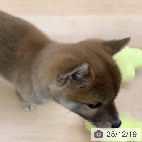 福岡県の柴犬(標準サイズ) (ペットプラス 福岡店/2025年10月15日生まれ/男の子/赤)の子犬の3枚目の画像