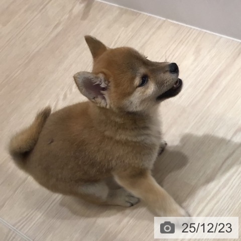 沖縄県の柴犬(標準サイズ) (ペットプラス 沖縄ライカム店/2025年10月15日生まれ/女の子/赤)の子犬の4枚目の画像