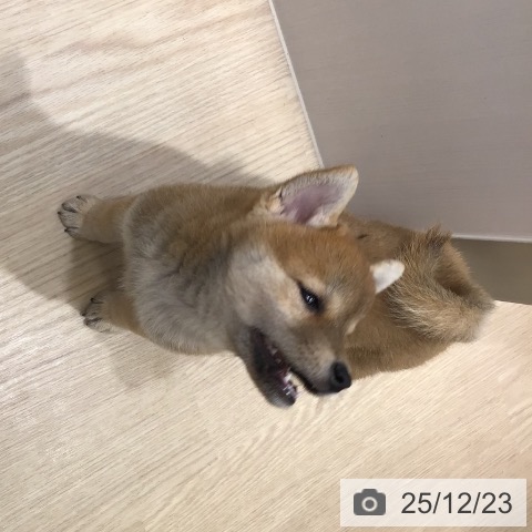 沖縄県の柴犬(標準サイズ) (ペットプラス 沖縄ライカム店/2025年10月15日生まれ/女の子/赤)の子犬の3枚目の画像