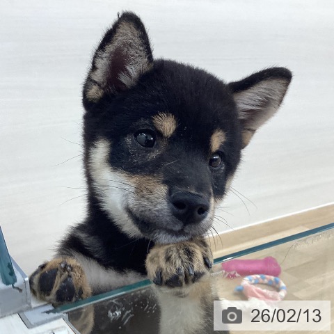 福岡県の柴犬(標準サイズ) (ペットプラス 春日店/2025年10月15日生まれ/女の子/黒)の子犬の4枚目の画像