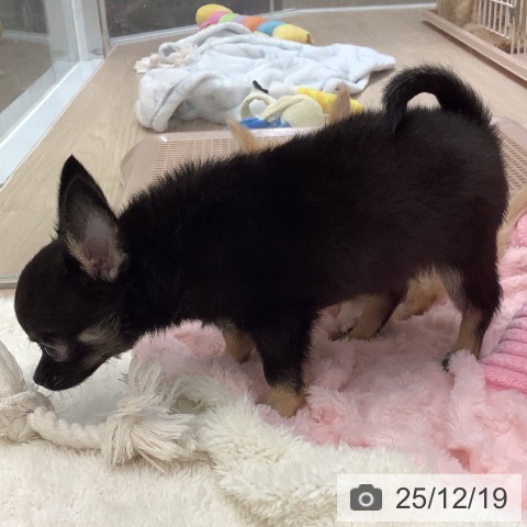 沖縄県のチワワ(ロング) (ペットプラス 南風原店/2025年10月11日生まれ/男の子/ブラックタン)の子犬の4枚目の画像