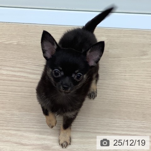 沖縄県のチワワ(ロング) (ペットプラス 南風原店/2025年10月11日生まれ/男の子/ブラックタン)の子犬の3枚目の画像