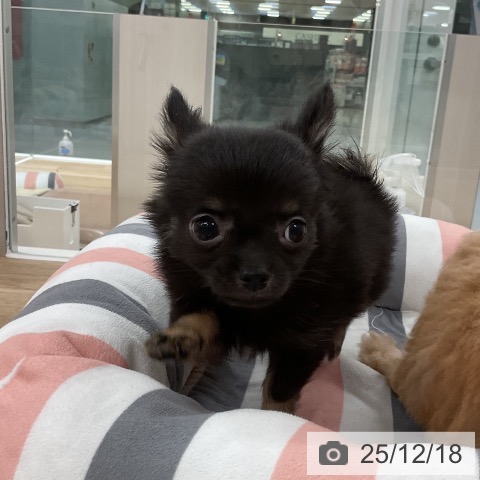 福岡県のチワワ(ロング) (ペットプラス 八幡東店/2025年10月11日生まれ/男の子/ブラックタン)の子犬の4枚目の画像