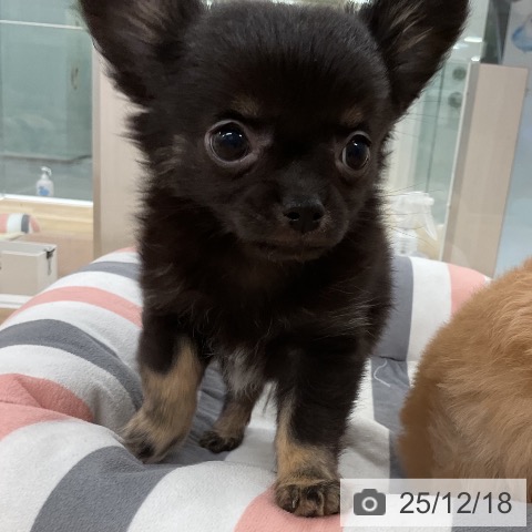 福岡県のチワワ(ロング) (ペットプラス 八幡東店/2025年10月11日生まれ/男の子/ブラックタン)の子犬の3枚目の画像