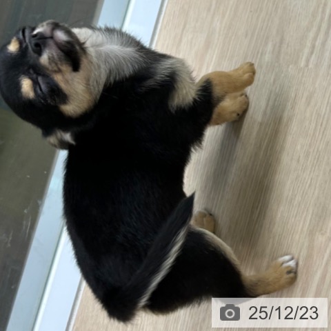 長崎県のチワワ(ロング) (ペットプラス 長崎店/2025年10月11日生まれ/女の子/ブラックタン)の子犬の4枚目の画像