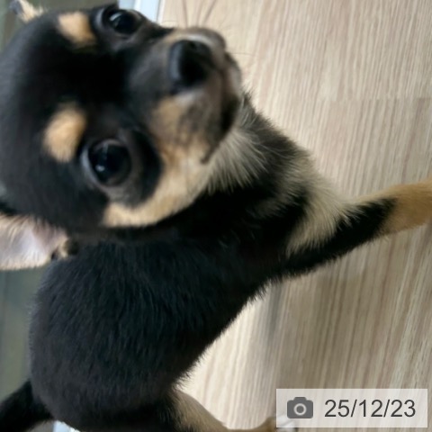 長崎県のチワワ(ロング) (ペットプラス 長崎店/2025年10月11日生まれ/女の子/ブラックタン)の子犬の3枚目の画像