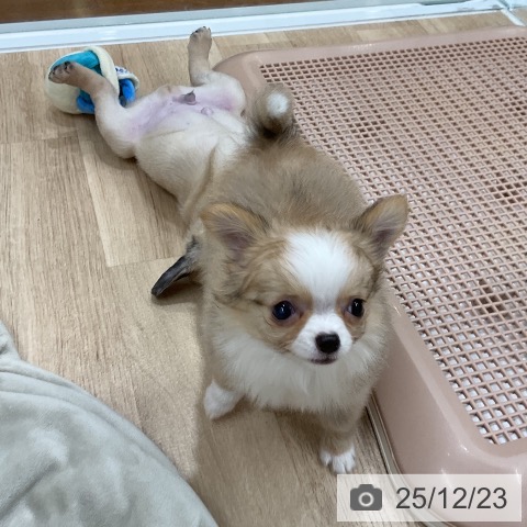 福岡県のチワワ(ロング) (ペットプラス 八幡東店/2025年10月14日生まれ/女の子/フォーンホワイト)の子犬の4枚目の画像