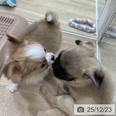 福岡県のチワワ(ロング) (ペットプラス 八幡東店/2025年10月14日生まれ/女の子/フォーンホワイト)の子犬の3枚目の画像