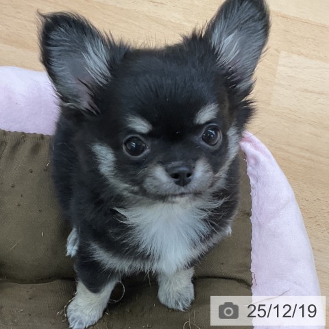 福岡県のチワワ(ロング) (ペットプラス 福岡店/2025年10月11日生まれ/女の子/ブラックタン)の子犬の4枚目の画像