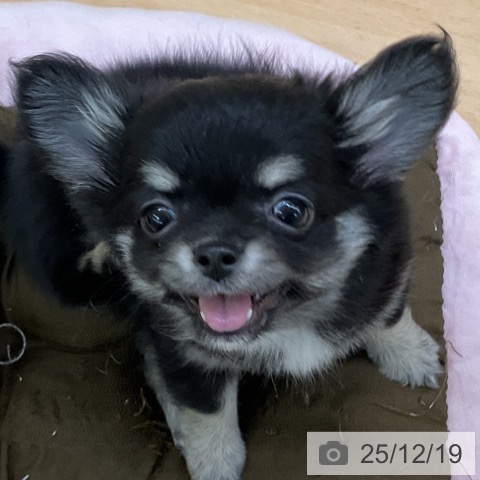 福岡県のチワワ(ロング) (ペットプラス 福岡店/2025年10月11日生まれ/女の子/ブラックタン)の子犬の3枚目の画像