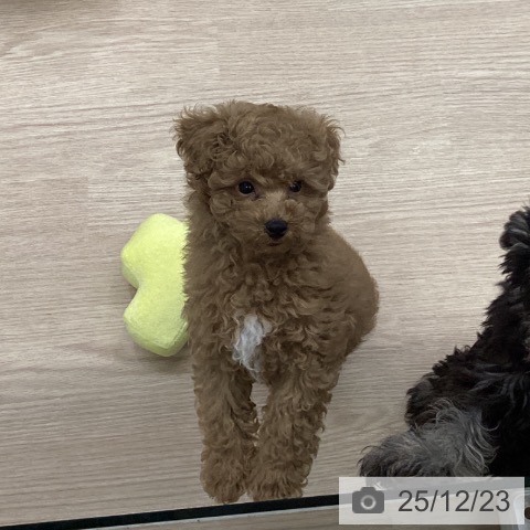 長崎県のトイプードル(トイ) (ペットプラス 長崎店/2025年10月15日生まれ/男の子/アプリコット)の子犬の4枚目の画像