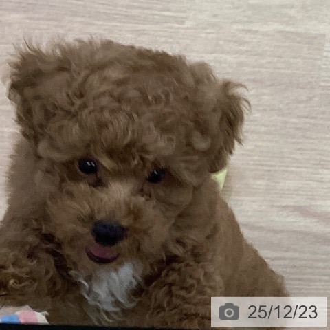 長崎県のトイプードル(トイ) (ペットプラス 長崎店/2025年10月15日生まれ/男の子/アプリコット)の子犬の3枚目の画像