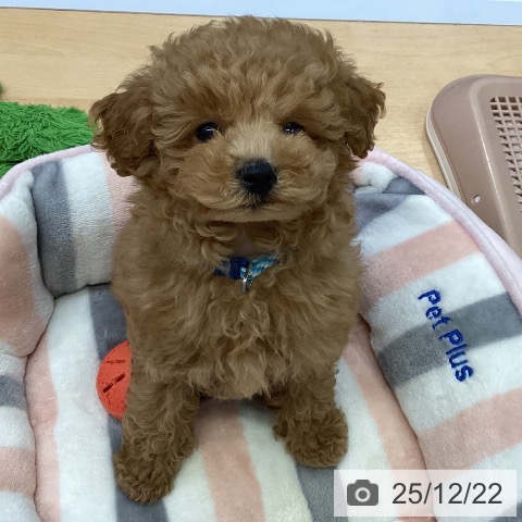 福岡県のトイプードル(トイ) (ペットプラス MARK IS 福岡ももち店/2025年10月15日生まれ/男の子/アプリコット)の子犬の4枚目の画像
