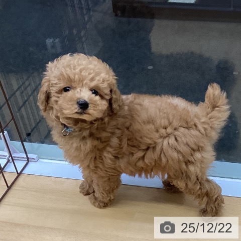 福岡県のトイプードル(トイ) (ペットプラス MARK IS 福岡ももち店/2025年10月15日生まれ/男の子/アプリコット)の子犬の3枚目の画像