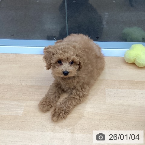 福岡県のトイプードル(トイ) (ペットプラス MARK IS 福岡ももち店/2025年10月15日生まれ/男の子/アプリコット)の子犬の4枚目の画像