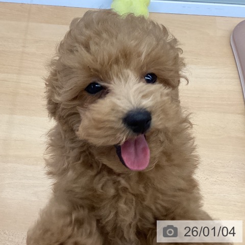 福岡県のトイプードル(トイ) (ペットプラス MARK IS 福岡ももち店/2025年10月15日生まれ/男の子/アプリコット)の子犬の3枚目の画像