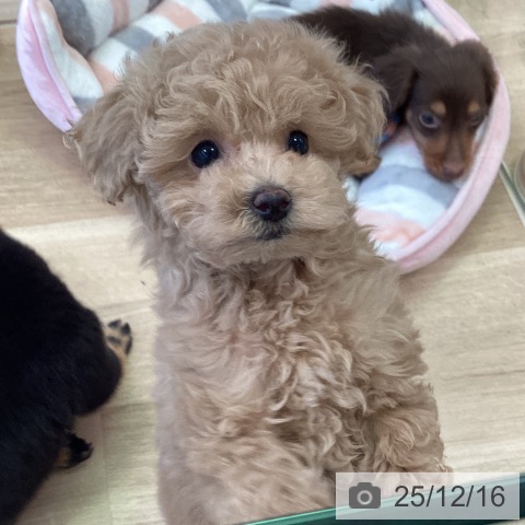 トイ・プードルの写真