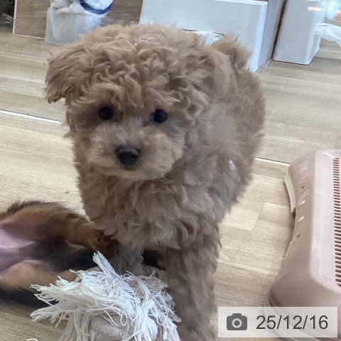 トイ・プードルの写真