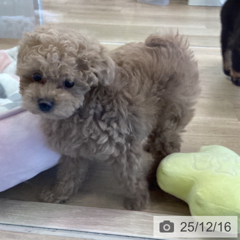 福岡県のトイプードル(トイ) (ペットプラス ららぽーと福岡店/2025年10月15日生まれ/女の子/アプリコット)の子犬の4枚目の画像