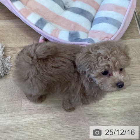 福岡県のトイプードル(トイ) (ペットプラス ららぽーと福岡店/2025年10月15日生まれ/女の子/アプリコット)の子犬の3枚目の画像