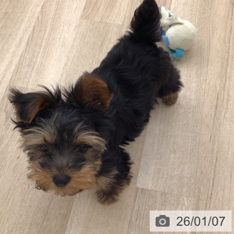 福岡県のヨークシャーテリア (ペットプラス 春日店/2025年10月13日生まれ/男の子/スチールブルータン)の子犬の4枚目の画像