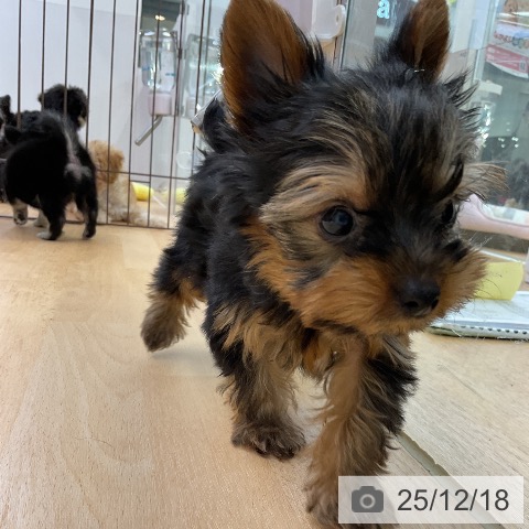 ヨークシャー・テリアの写真