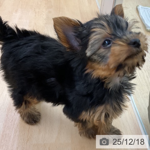 福岡県のヨークシャーテリア (ペットプラス 福岡店/2025年10月13日生まれ/男の子/スチールブルータン)の子犬の3枚目の画像