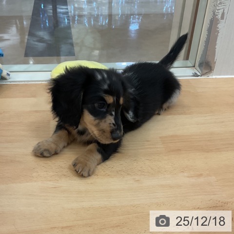 福岡県のミニチュアダックスフンド(ロング) (ペットプラス 福岡伊都店/2025年10月11日生まれ/男の子/シルバーダップル)の子犬の4枚目の画像