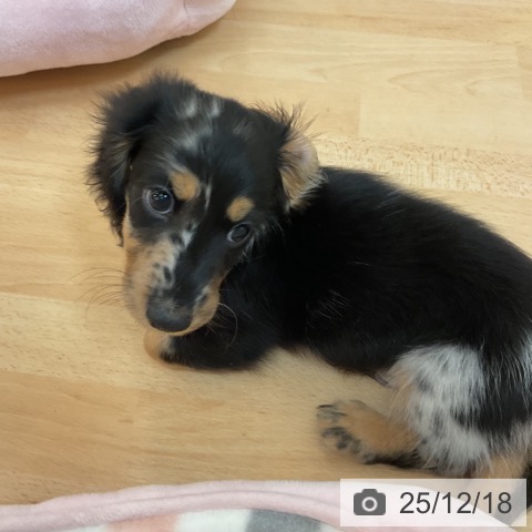 福岡県のミニチュアダックスフンド(ロング) (ペットプラス 福岡伊都店/2025年10月11日生まれ/男の子/シルバーダップル)の子犬の3枚目の画像