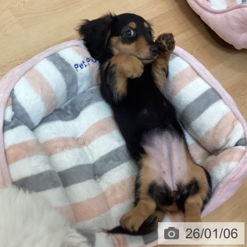 福岡県のミニチュアダックスフンド(ロング) (ペットプラス 福岡伊都店/2025年10月11日生まれ/女の子/ブラックタン)の子犬の4枚目の画像