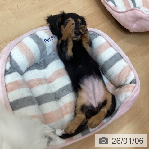 福岡県のミニチュアダックスフンド(ロング) (ペットプラス 福岡伊都店/2025年10月11日生まれ/女の子/ブラックタン)の子犬の3枚目の画像