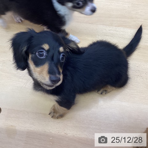 福岡県のミニチュアダックスフンド(ロング) (ペットプラス MARK IS 福岡ももち店/2025年10月11日生まれ/女の子/ブラックタン)の子犬の4枚目の画像