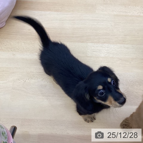 福岡県のミニチュアダックスフンド(ロング) (ペットプラス MARK IS 福岡ももち店/2025年10月11日生まれ/女の子/ブラックタン)の子犬の3枚目の画像