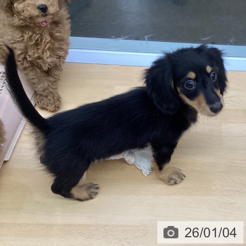 福岡県のミニチュアダックスフンド(ロング) (ペットプラス MARK IS 福岡ももち店/2025年10月11日生まれ/女の子/ブラックタン)の子犬の4枚目の画像