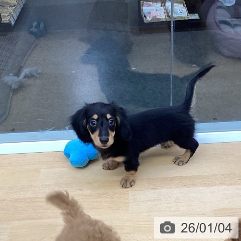 福岡県のミニチュアダックスフンド(ロング) (ペットプラス MARK IS 福岡ももち店/2025年10月11日生まれ/女の子/ブラックタン)の子犬の3枚目の画像