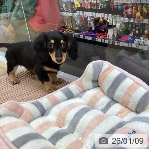 福岡県のミニチュアダックスフンド(ロング) (ペットプラス MARK IS 福岡ももち店/2025年10月11日生まれ/女の子/ブラックタン)の子犬の3枚目の画像