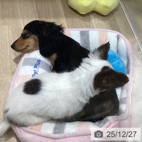 カニーンヘン・ダックスフンドの写真