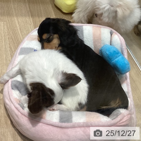 カニーンヘン・ダックスフンドの写真