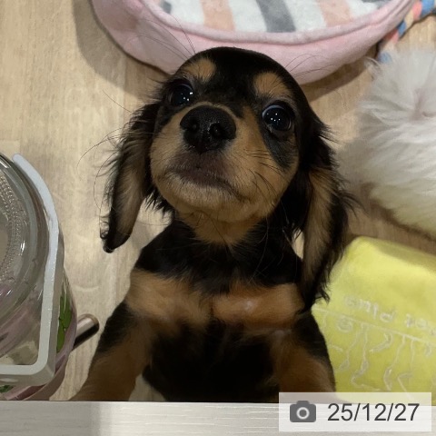 カニーンヘン・ダックスフンドの写真