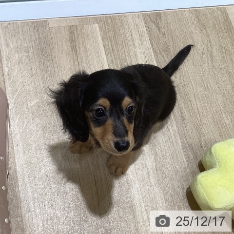 福岡県のカニンヘンダックスフンド(ロング) (ペットプラス 小倉南店/2025年10月11日生まれ/男の子/ブラックタン)の子犬の4枚目の画像