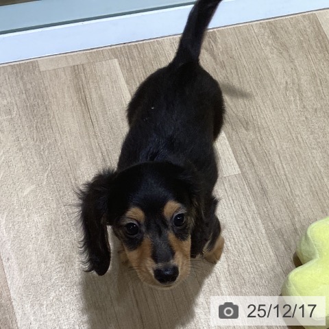 福岡県のカニンヘンダックスフンド(ロング) (ペットプラス 小倉南店/2025年10月11日生まれ/男の子/ブラックタン)の子犬の3枚目の画像